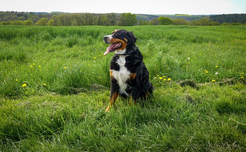Bernese Mountain Dog