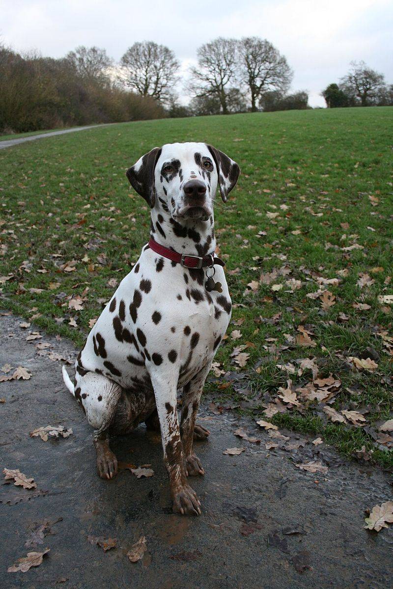 10 dog breeds most commonly returned to shelters - and why it happens 6 Dalmatian