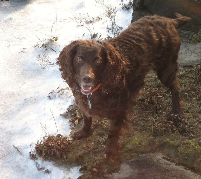 Boykin Spaniel