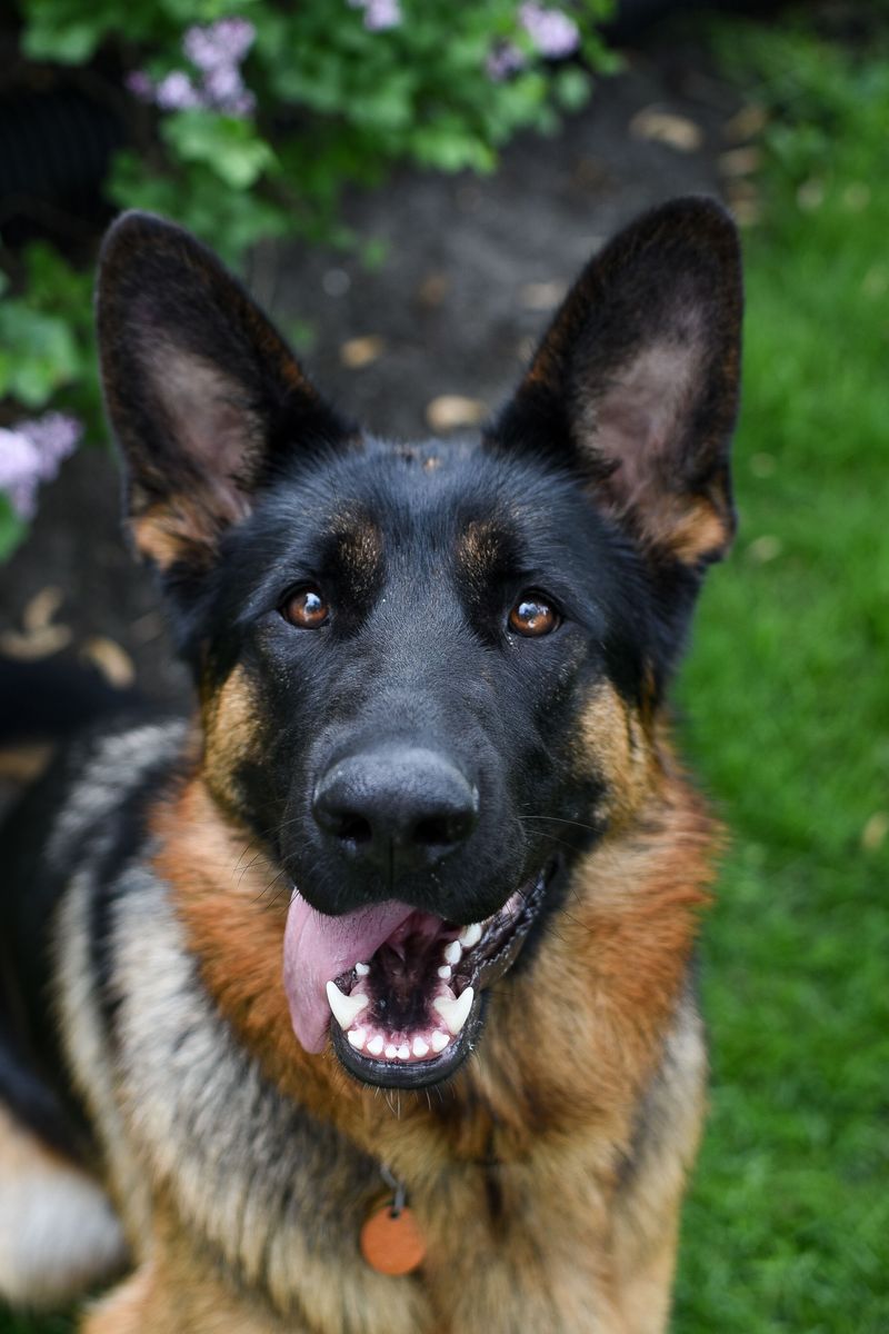 Puppy energy isn't the whole story - Some breeds seem to arrive with a surprisingly thoughtful side 4 German Shepherd - the eager problem solver