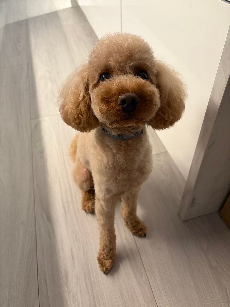 14 dog breeds that could be exactly what your family needs - even if you've never considered them before 14 Miniature Poodle
