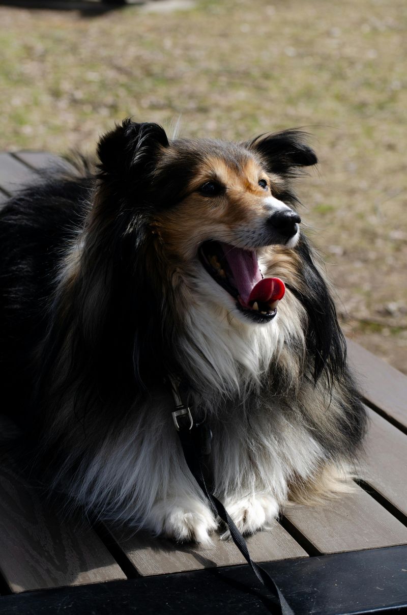Shetland Sheepdog