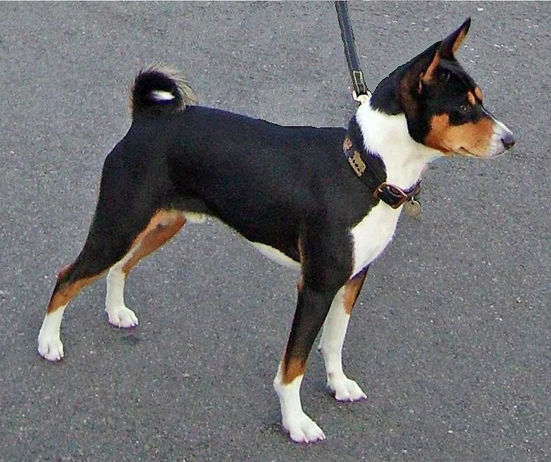 Basenji