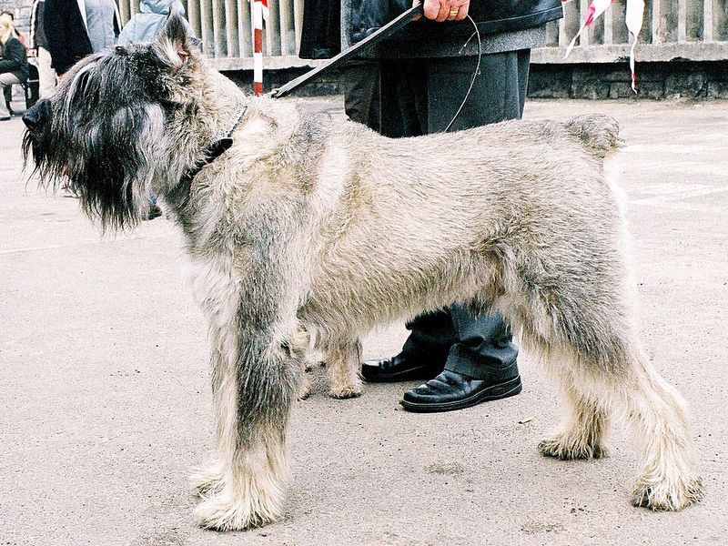 Giant Schnauzer