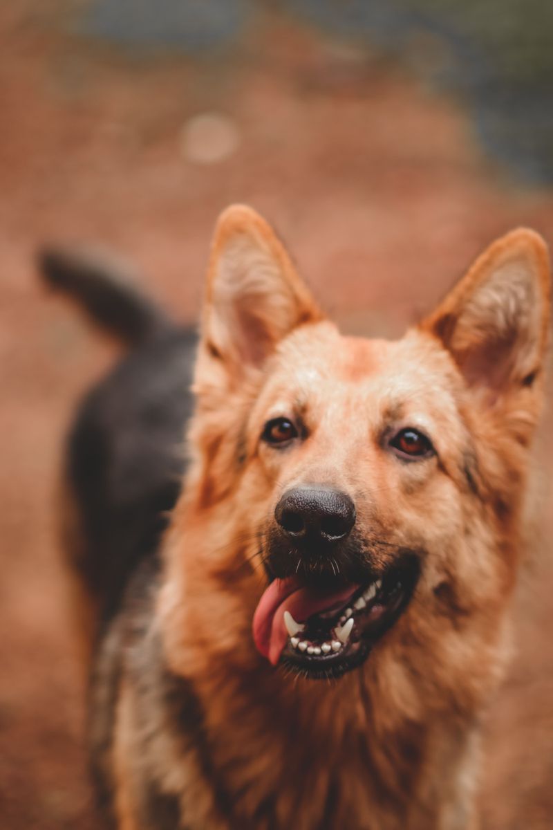 Your dog recognizes every neighbor - until an unfamiliar visitor appears. Meet 10 naturally watchful breeds 2 German Shepherd: The Thinking Guardian