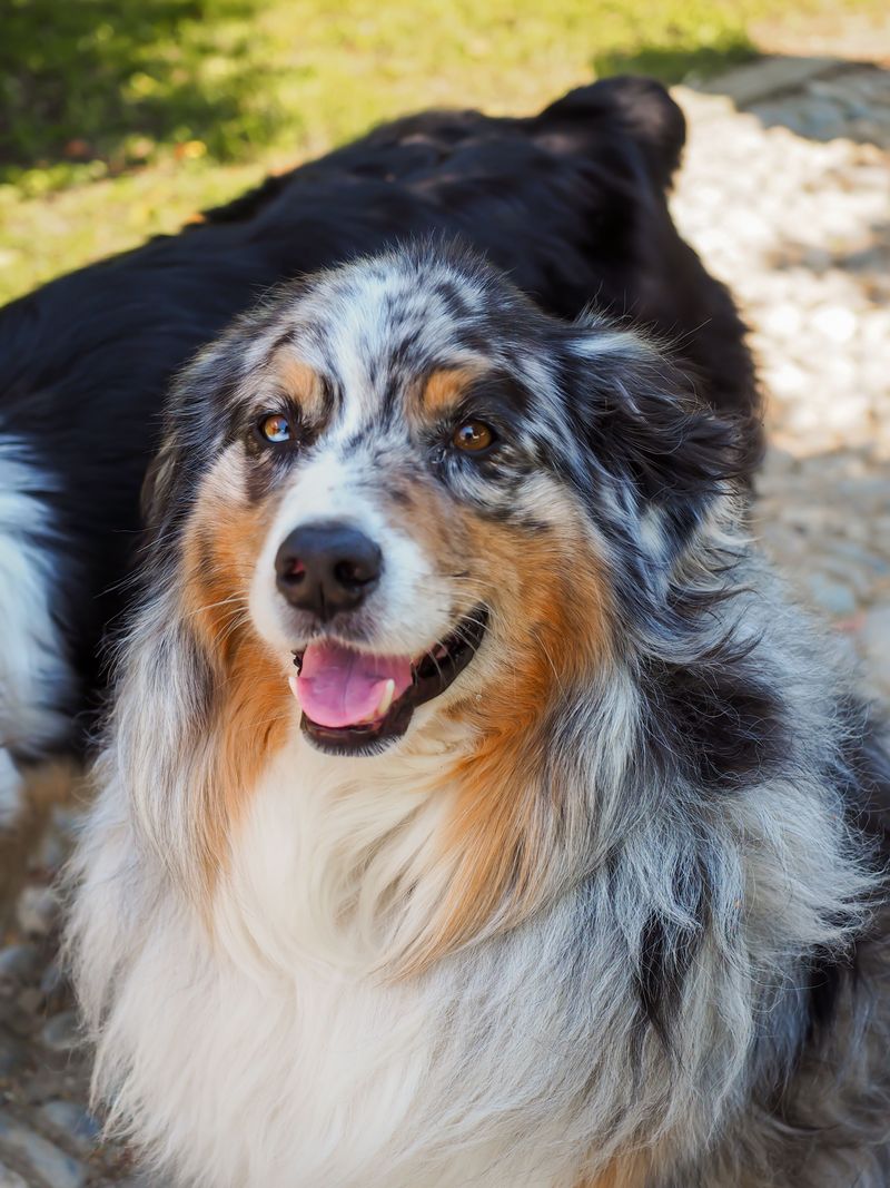 The dog may look perfect - But the daily workload can become exhausting fast 3 Australian Shepherd