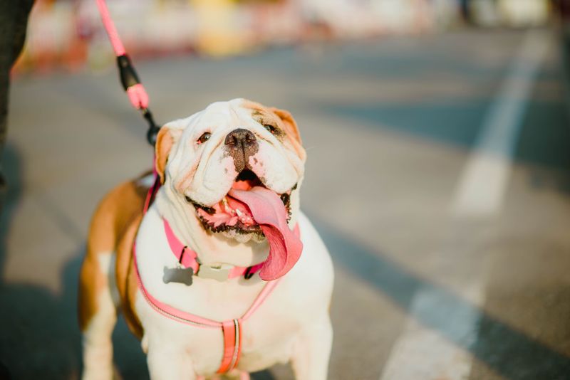 10 dog breeds where one strange smell can be easy to dismiss - until you realize why it changed 6 English Bulldog