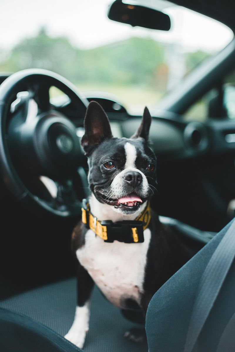 Boston Terrier