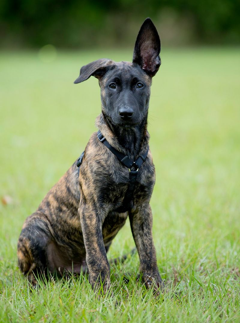 Dutch Shepherd