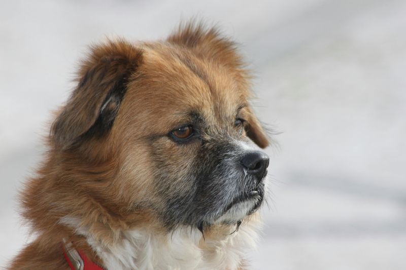 16 Laid-Back Dog Breeds That Would Happily Join You for Every Netflix Marathon 8 Tibetan Spaniel
