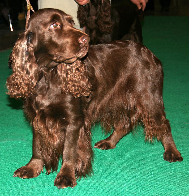 16 Sweet-Natured Dog Breeds That Show Love to Everyone They Meet 9 Field Spaniel