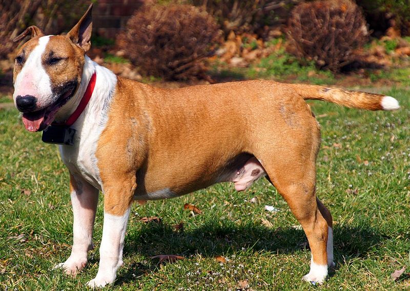 Bull Terrier