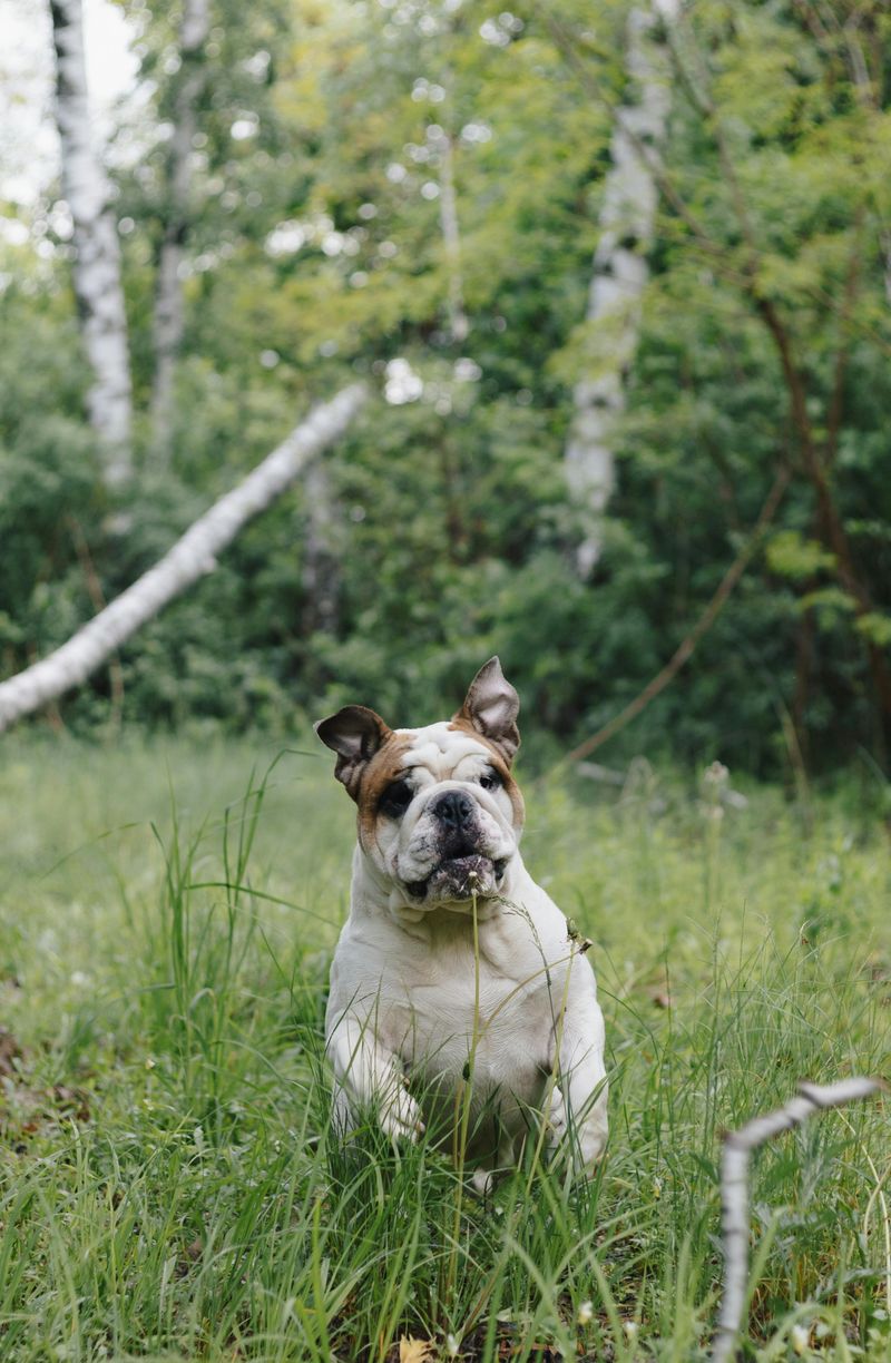 English Bulldog