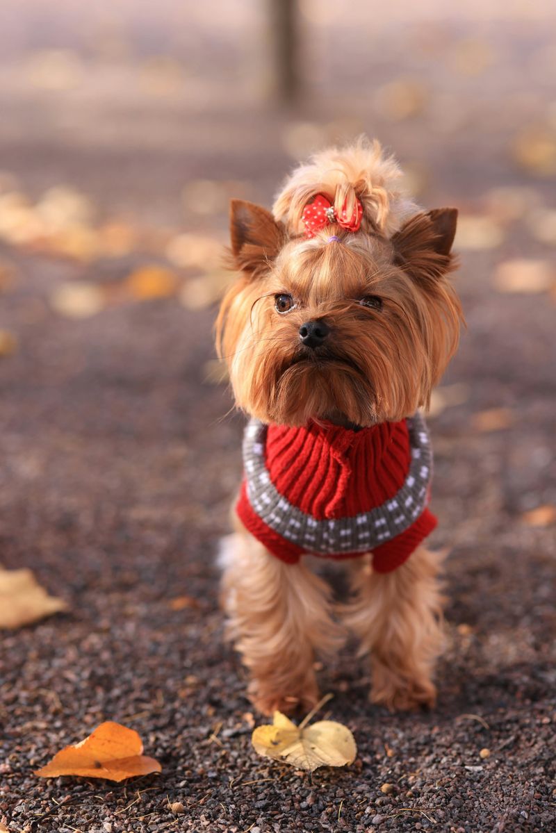 Yorkshire Terrier