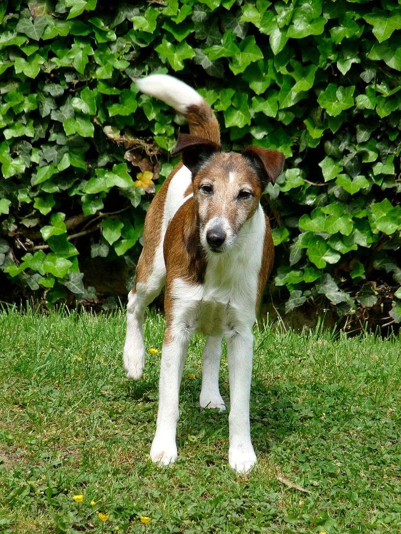 Fox Terrier