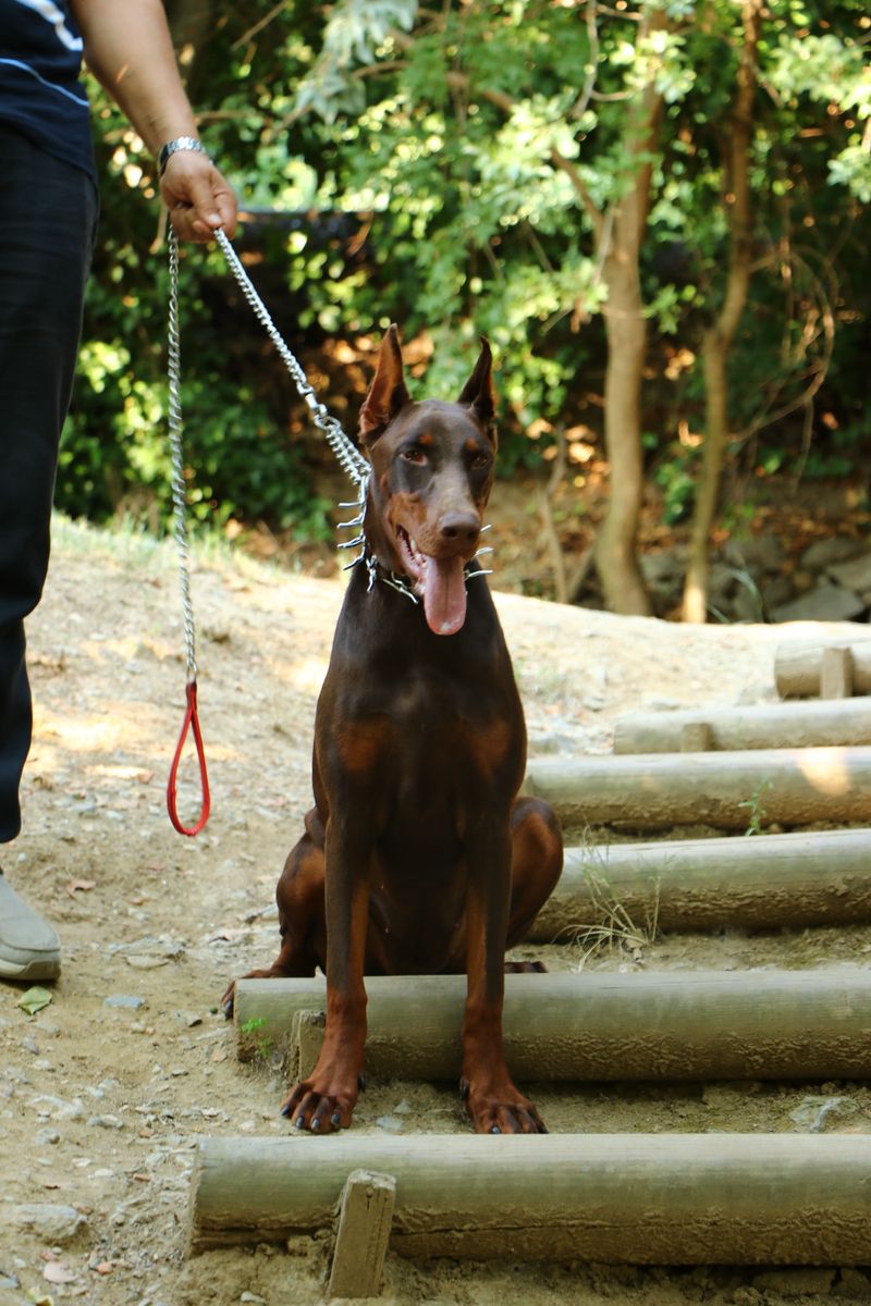 Doberman Pinscher