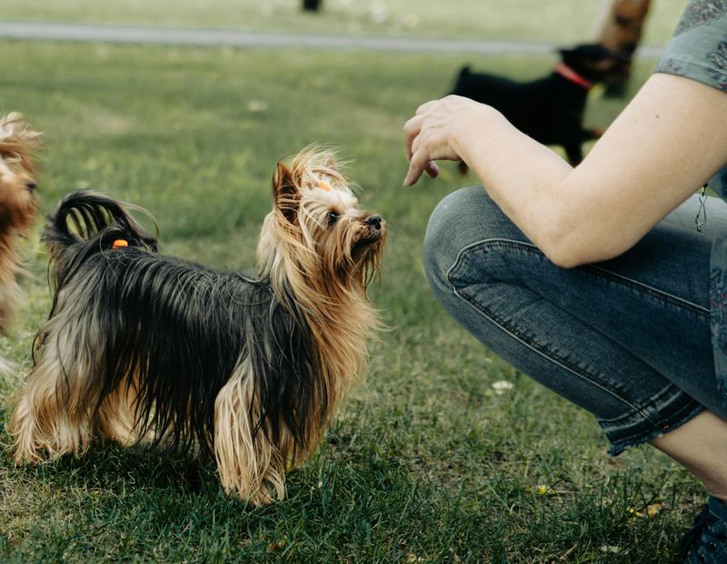 28 Small Dog Breeds with Bold Personalities and Playful Energy 27 Silky Terrier