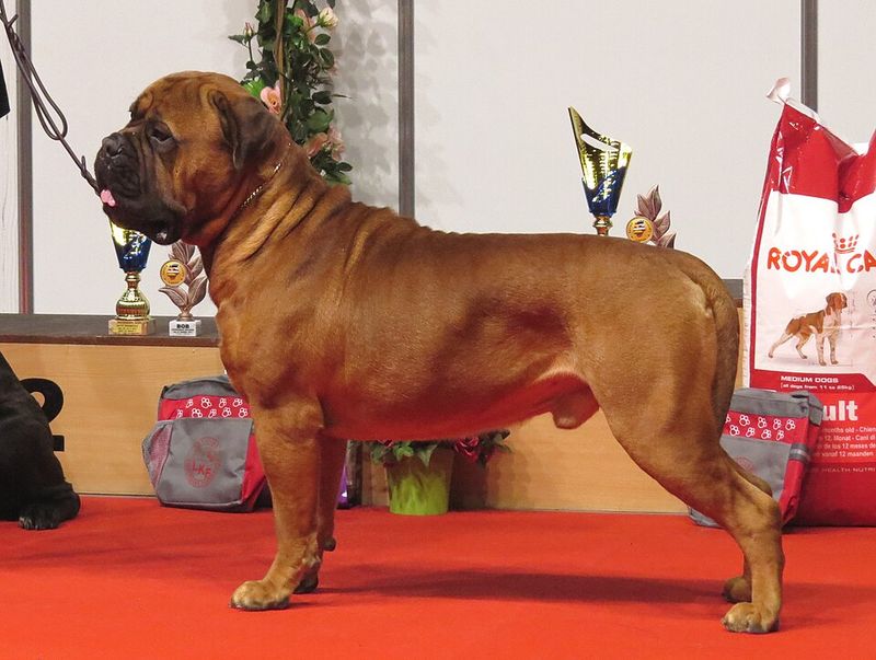 Some dogs make toys last for months - These breeds can treat durability claims like a challenge 9 Bullmastiff