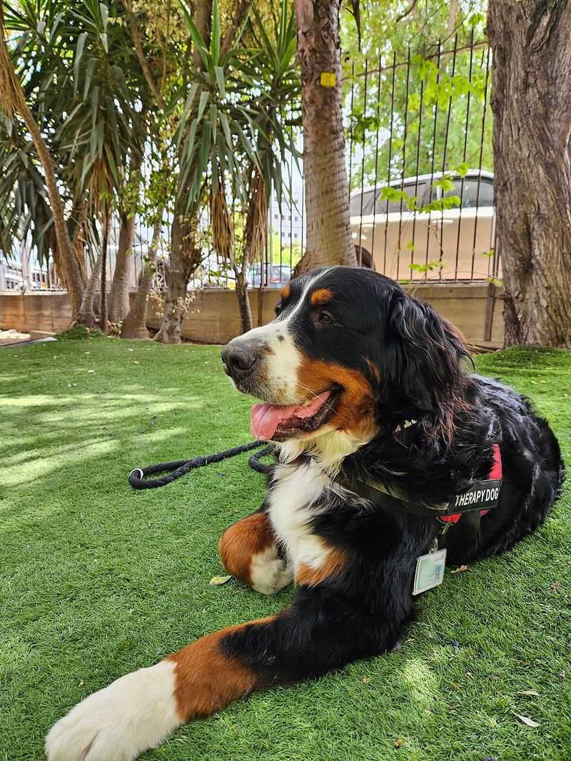 Looking for steady confidence instead of nonstop energy? Start with these dog breeds 12 Bernese Mountain Dog