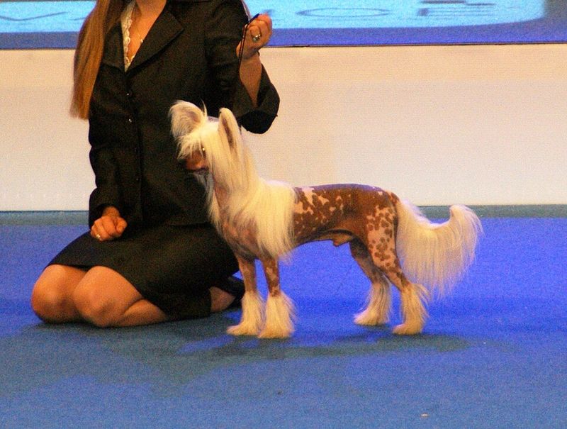 Chinese Crested