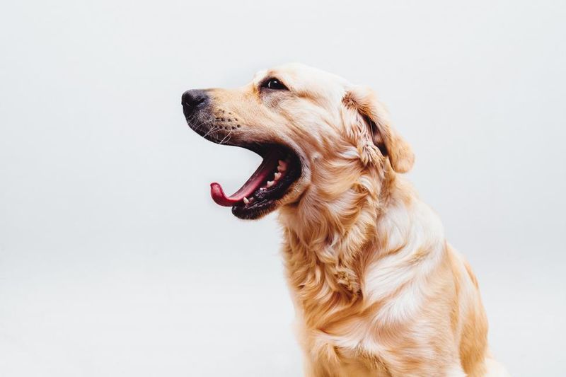 26 Dog Breeds Recognized for Their Unmistakable Vocalizations 23 Golden Retriever