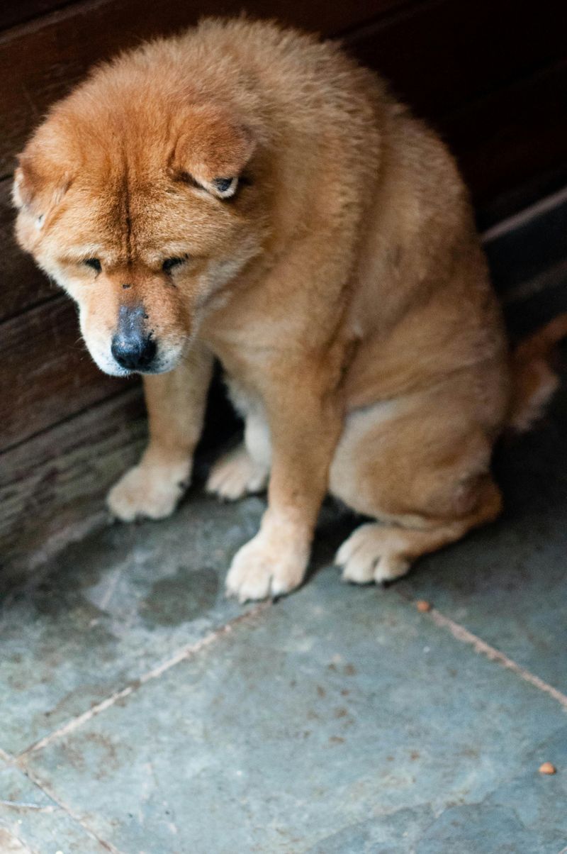 Previous negative experiences when handled in pain