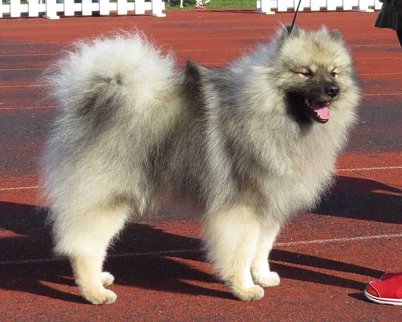 Sometimes the best dog is simply the one that makes everyday life easier 9 Keeshond