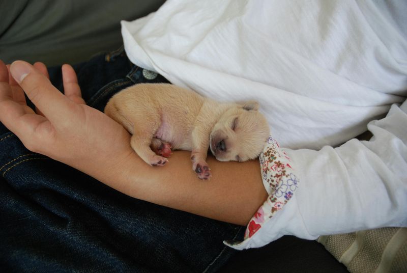 13 Unspoken Ways Dogs Show Their Deep Affection 8 Sleeping Near or Touching You