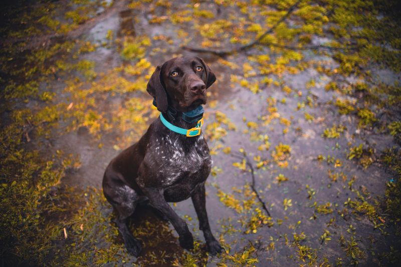 The same routine doesn't work equally well for every dog - These breeds make personalization especially valuable 13 German Shorthaired Pointer
