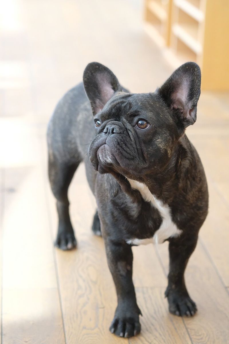 10 loyal companion dogs seniors would choose all over again, plus 3 beloved extras 8 French Bulldog