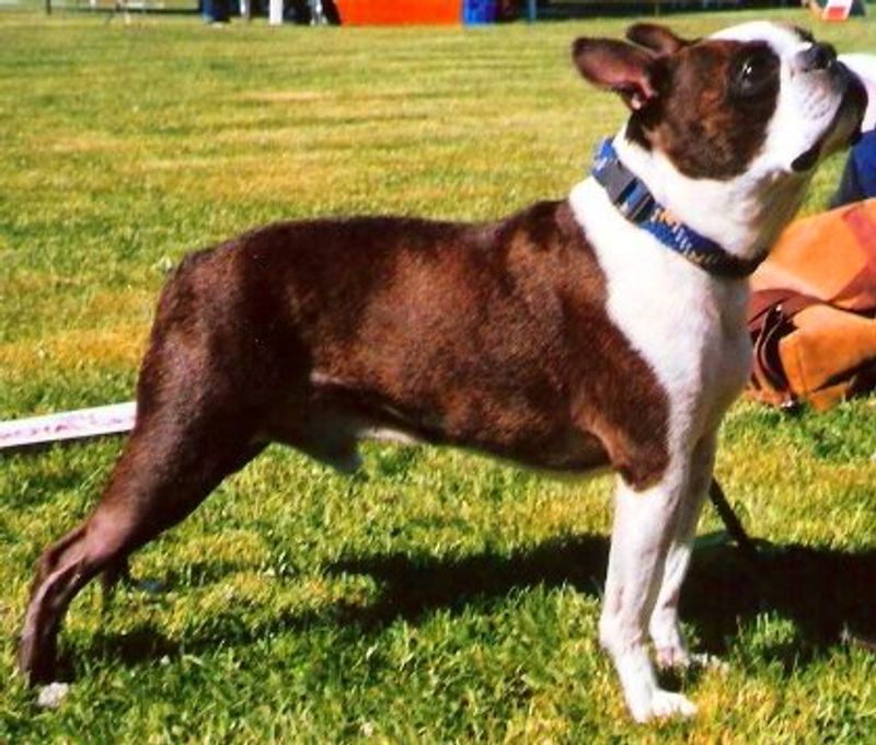 13 forever-young dog breeds that act like puppies well into adulthood 8 Boston Terrier