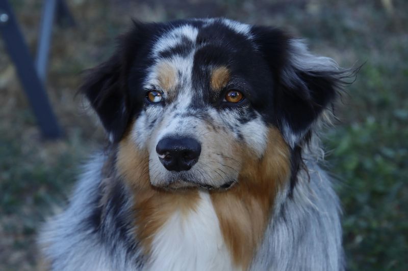 13 Medium-Sized Family Dogs That Thrive In Busy Homes With Kids And Backyards 5 Australian Shepherd