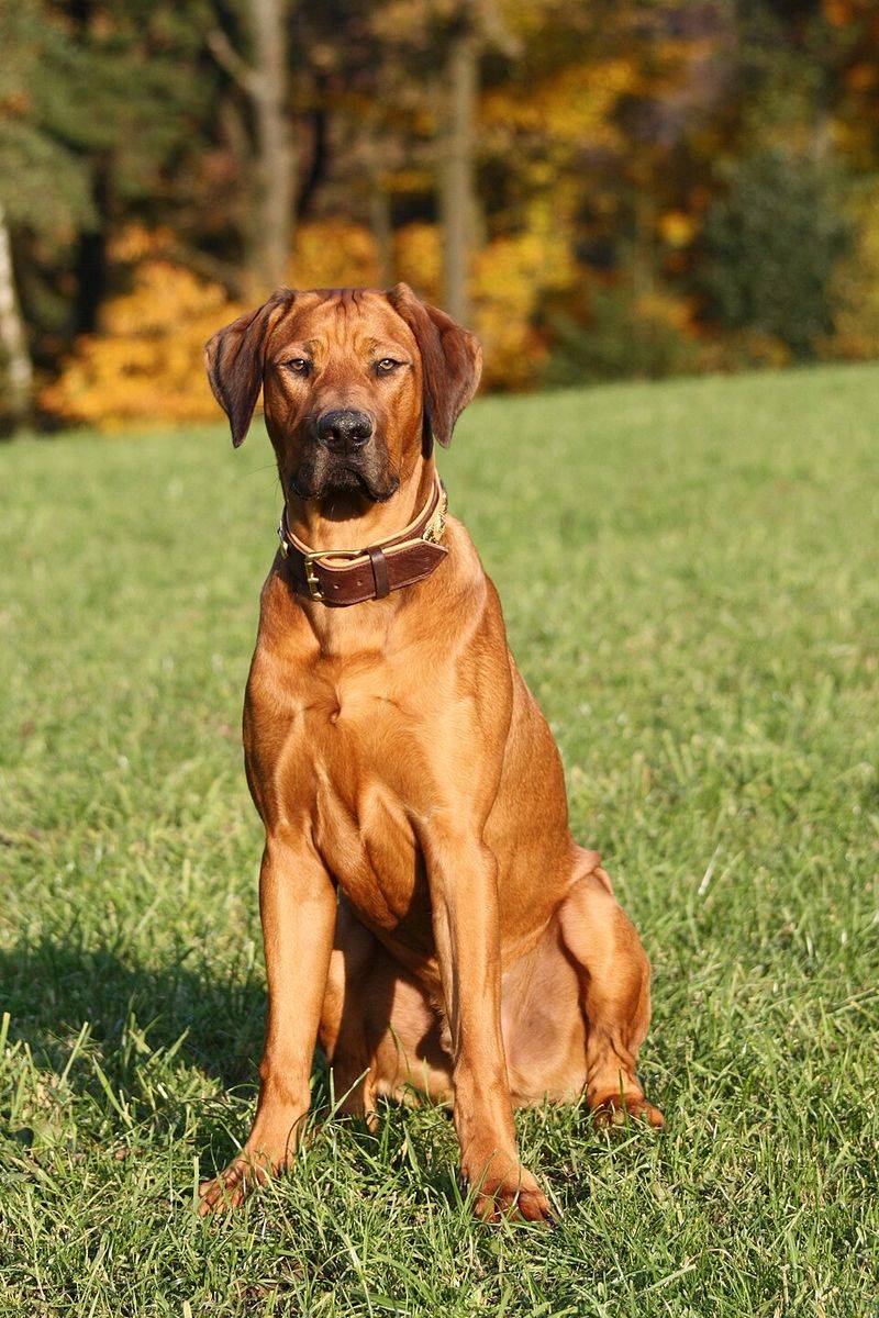 Fresh air and open trails bring out the best in these 11 adventurous dog breeds 5 Rhodesian Ridgeback