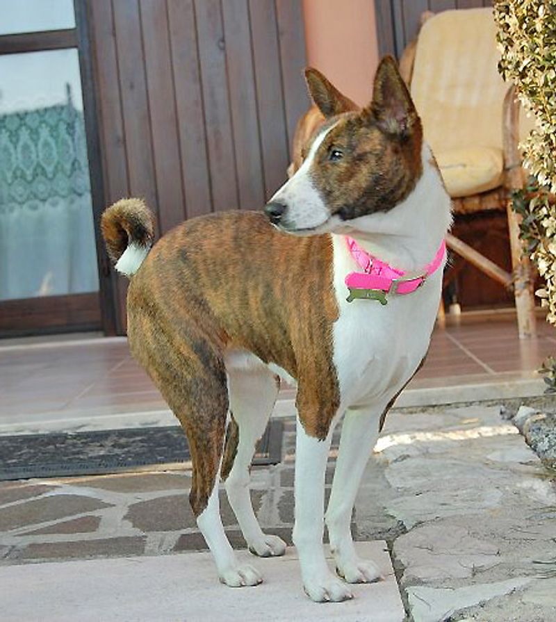 These 13 dog breeds often choose familiar faces over busy playgroups 6 Basenji