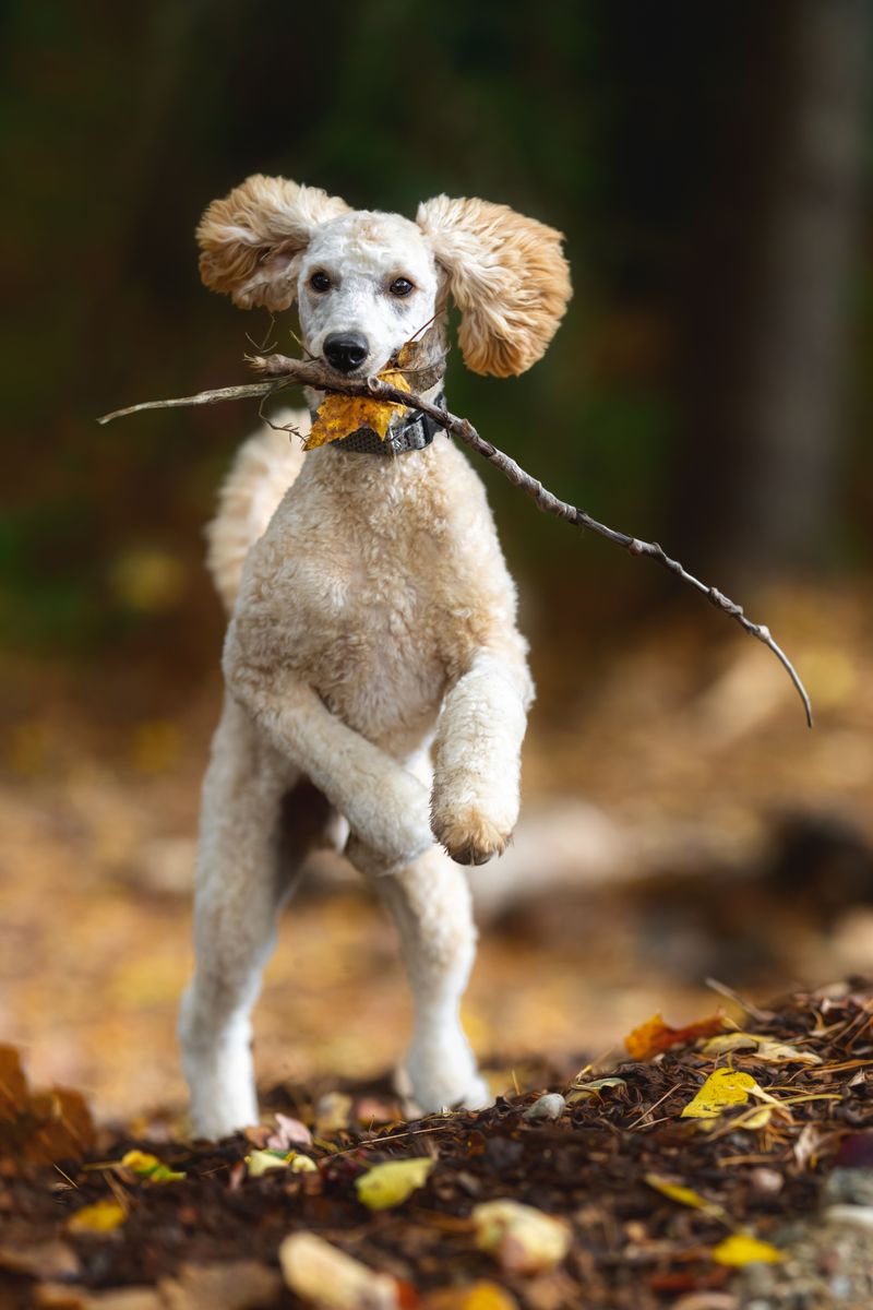 Puppy chaos doesn't last forever - These breeds can grow into wonderfully gentle adults 11 Standard Poodle