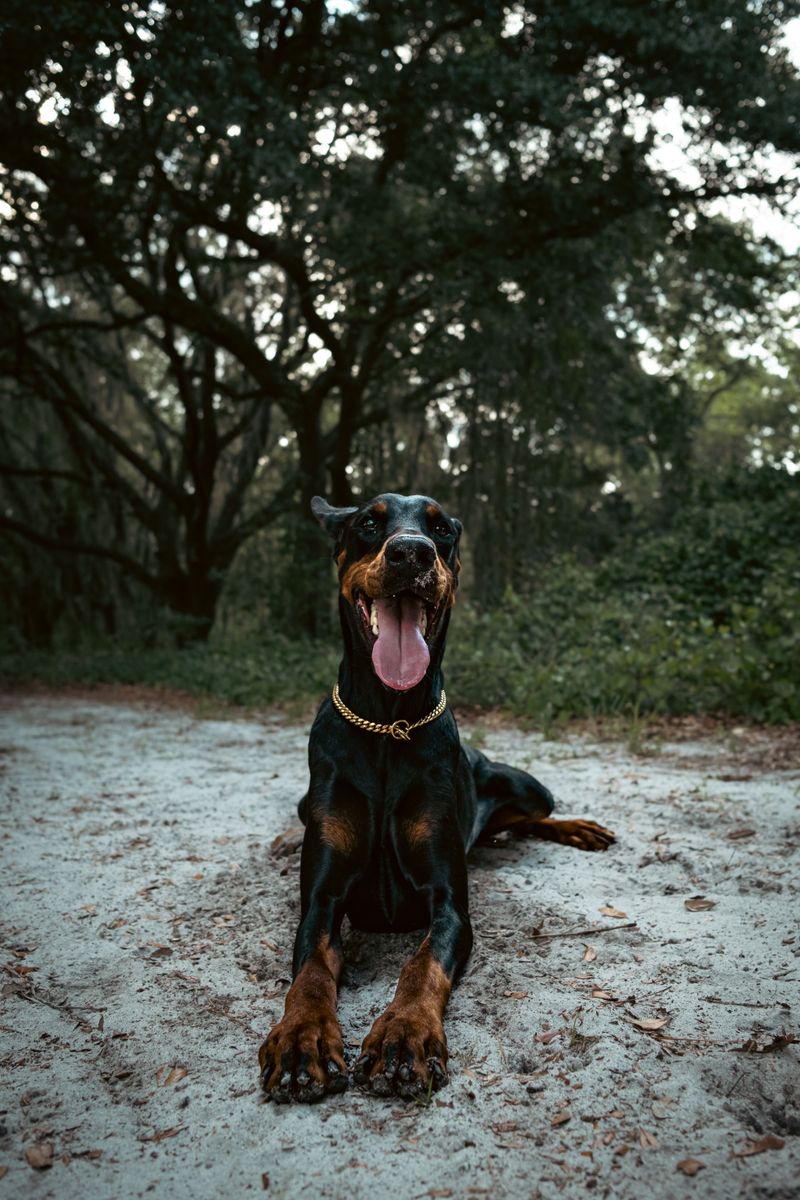 Getting a great photo can feel almost effortless with these naturally camera-friendly dogs 10 Doberman Pinscher - sculpted and focused