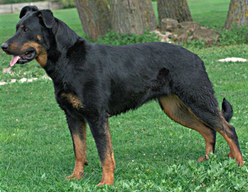 16 dog breeds that tend to show up disproportionately in professional training and working roles 16 Beauceron
