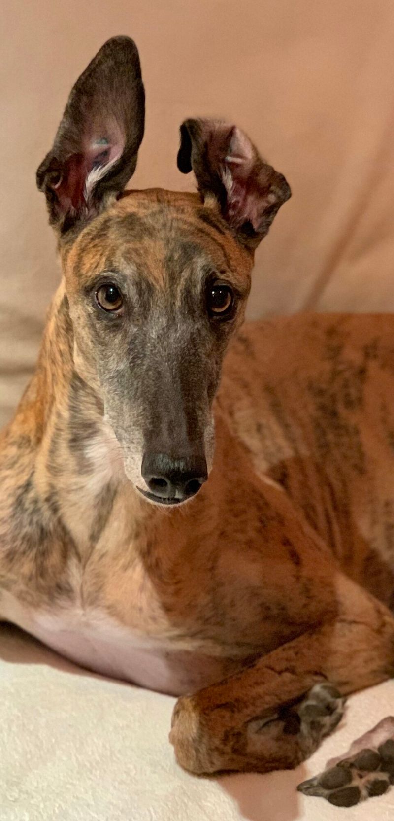 Greyhound