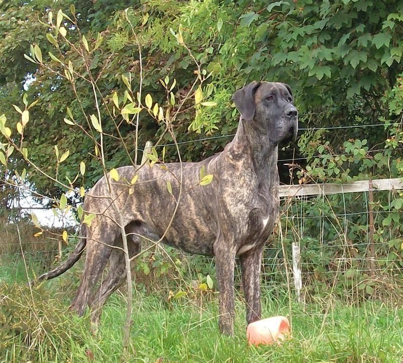 A level-headed personality is one of the greatest strengths these dog breeds share 7 Great Dane