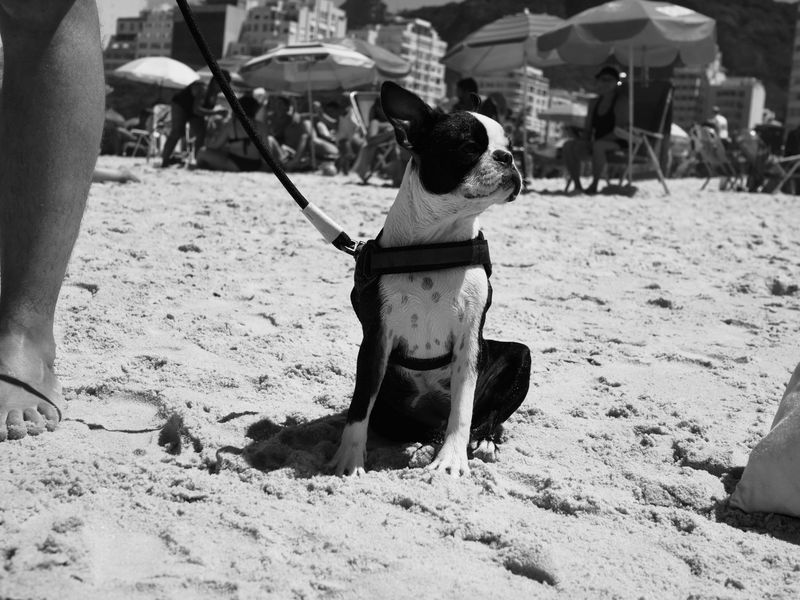 Boston Terrier