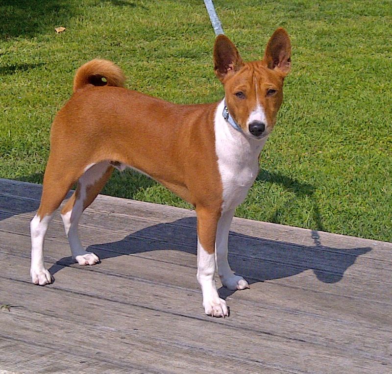 Calm beside your leg, different once released – these 11 dog breeds can surprise owners 12 Basenji - almost barkless, always curious