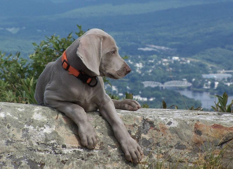 17 dog breeds that bond deeply but struggle when their person leaves the room 3 Weimaraner