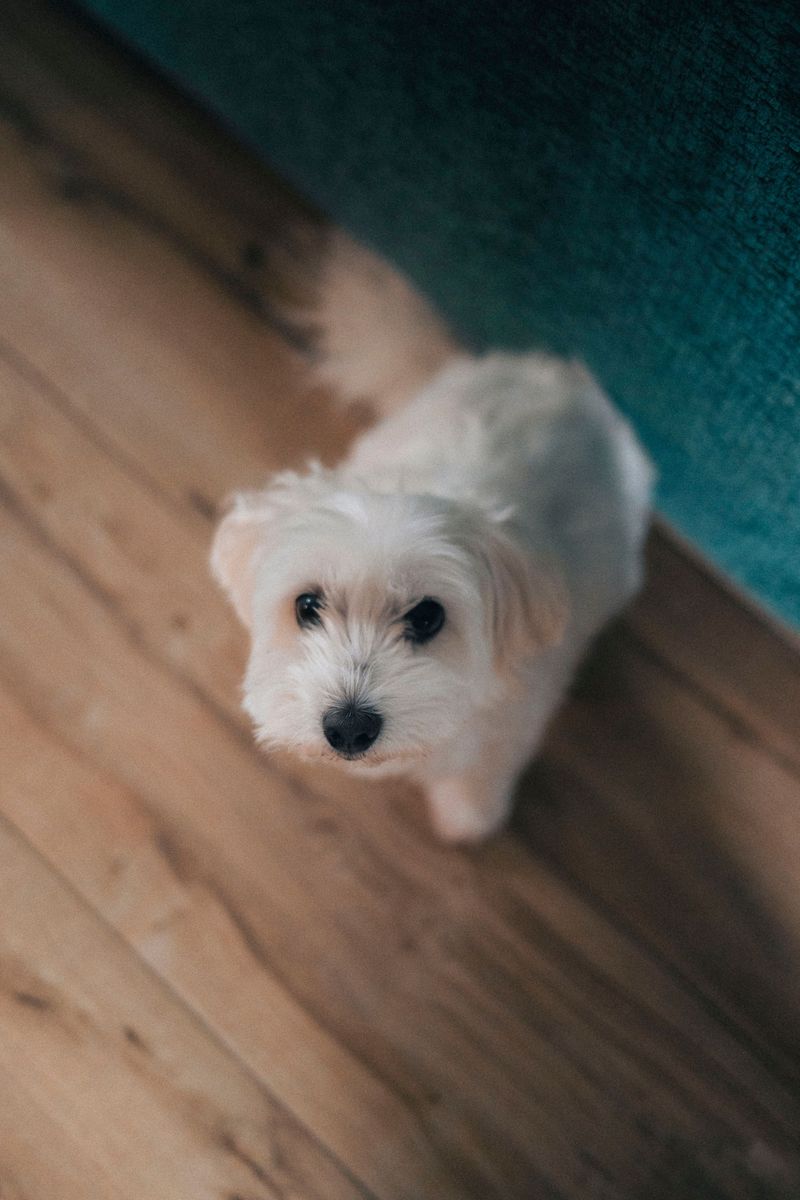 The world’s 15 tiniest dog breeds 6 Maltese