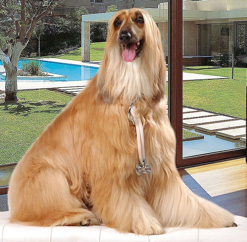16 Dog Breeds That Look Adorable but Are Surprisingly High-Maintenance 2 Afghan Hound