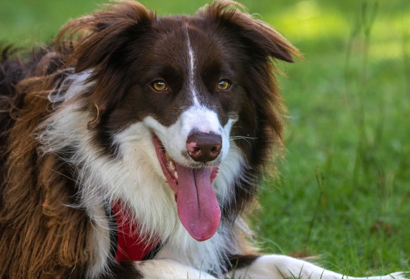Think your dog is just being playful? These 13 breeds may be following an old instinct 3 Border Collie