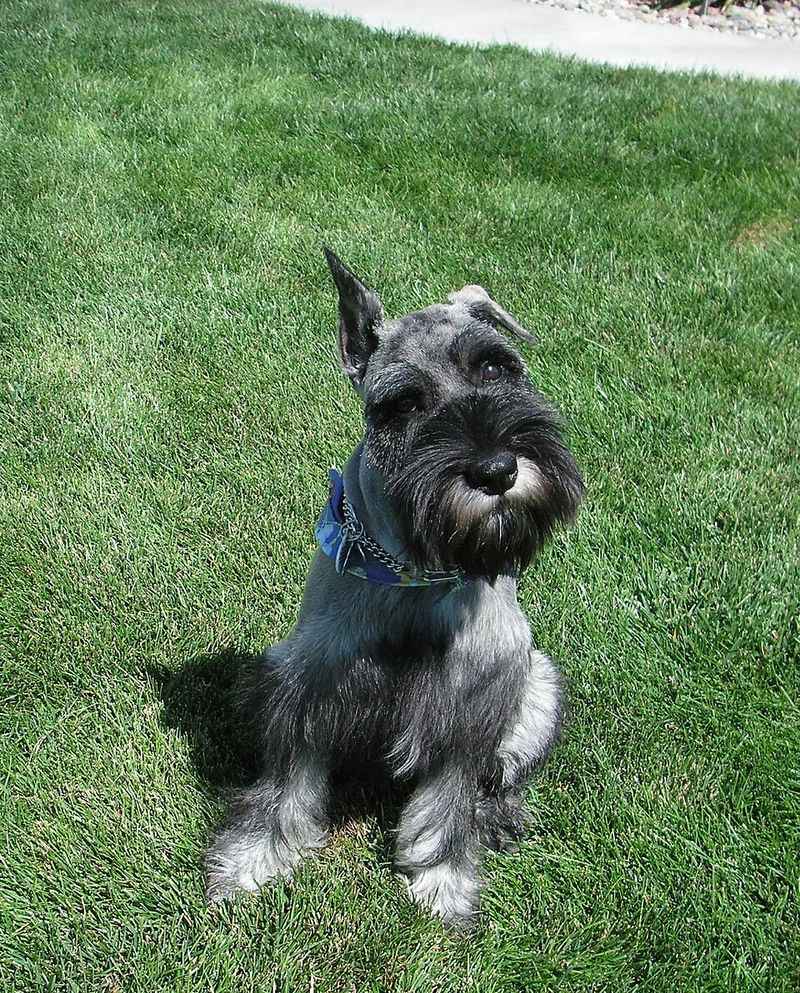 Some dog breeds make unforgettable first impressions - and some only get better with time 14 Standard Schnauzer