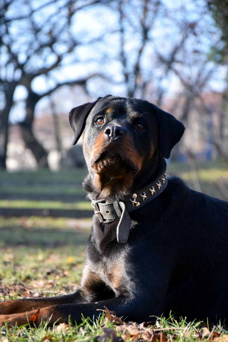 Rottweiler