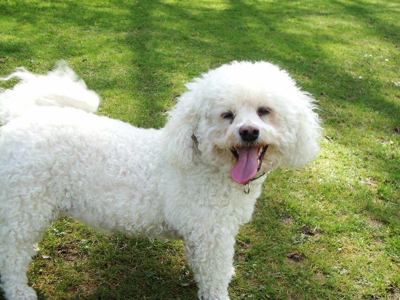 26 Dog Breeds Well-Suited for Seniors and Retirees 4 Bichon Frise