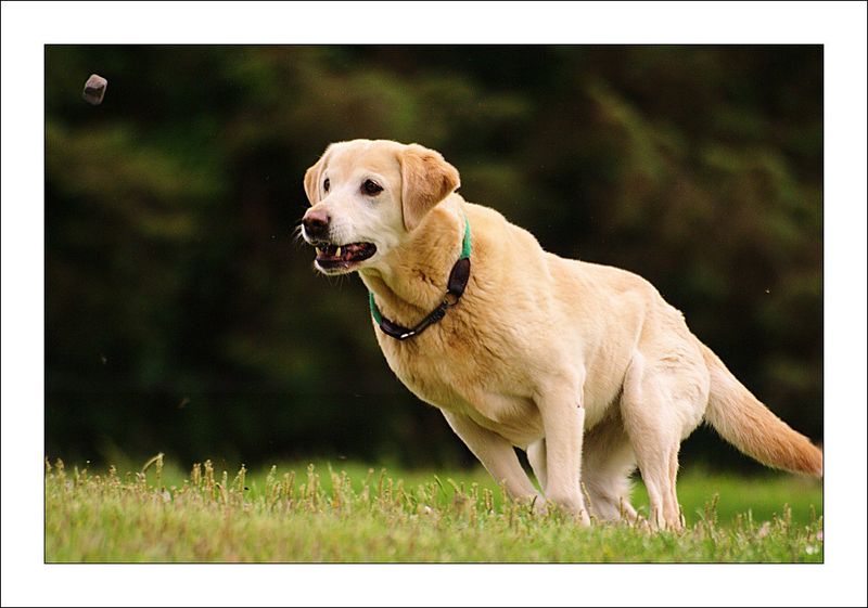 Labrador Retriever