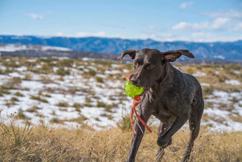 These Dog Breeds Are Showing Surprising Adaptability to Climate Change 5 German Shorthaired Pointer